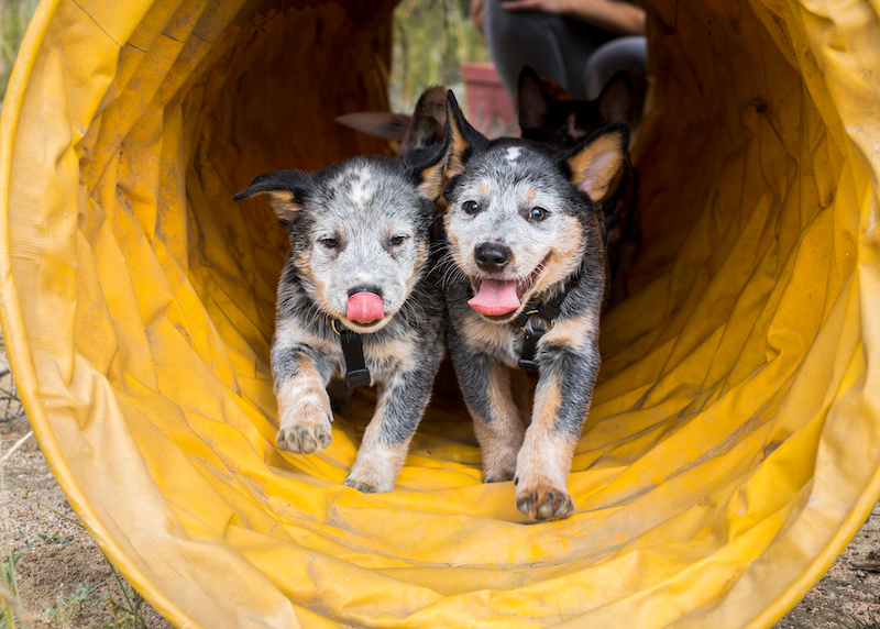 Adopt Blue Heeler