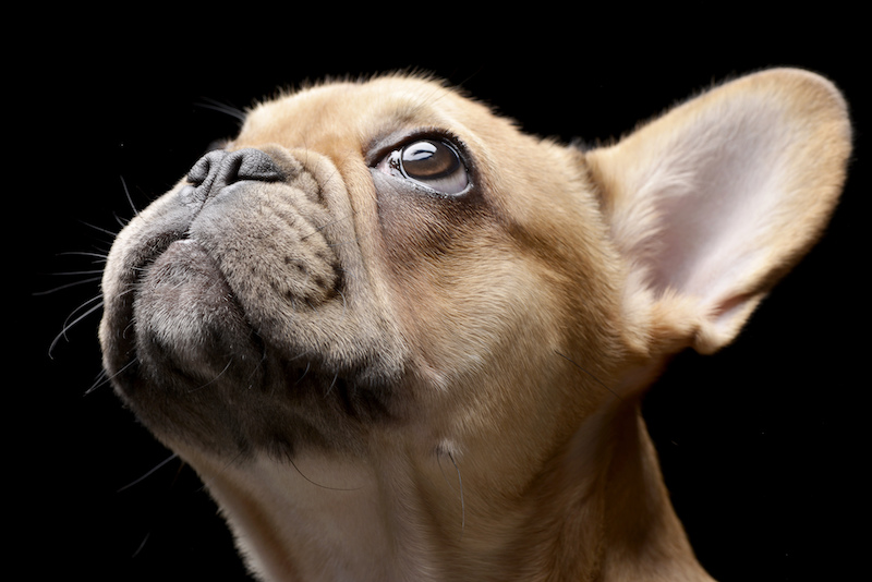 dog breeds most prone to cherry eye