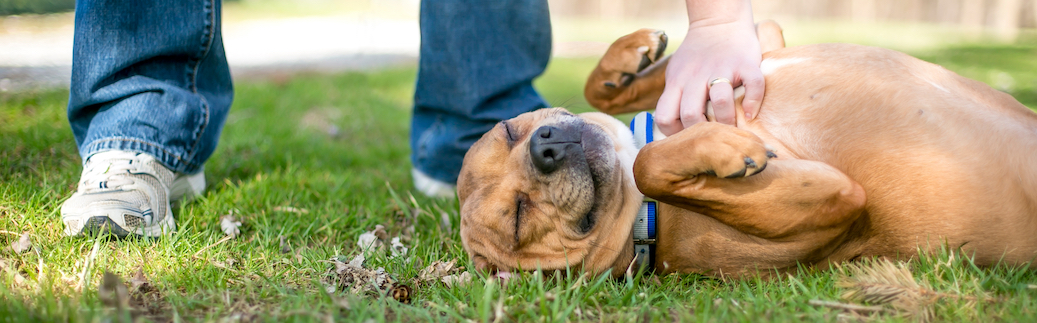 dog fecal testing