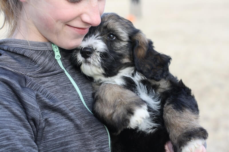 How much does a vet visit cost