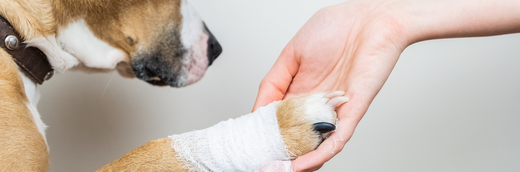 dog wound care
