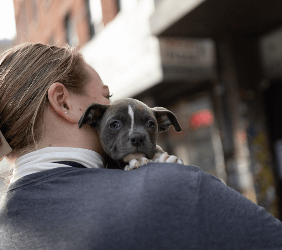 lemonade giveback animal rescue